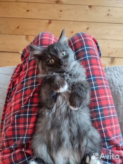 Котенок в добрые руки