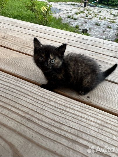 Отдадим котят в добрые руки