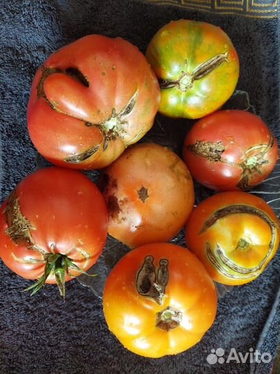 Помидор не кондиция