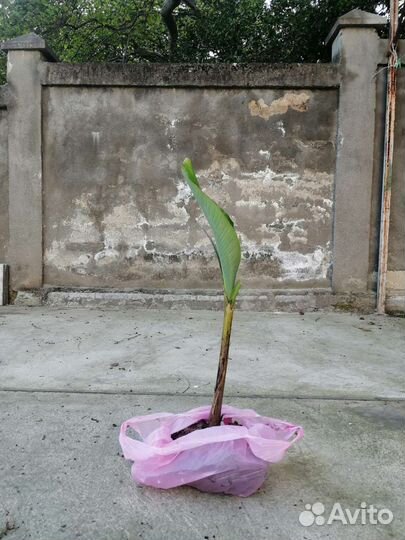 Банановая пальма