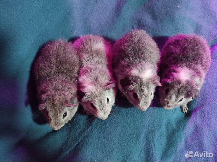 Морская свинка тедди