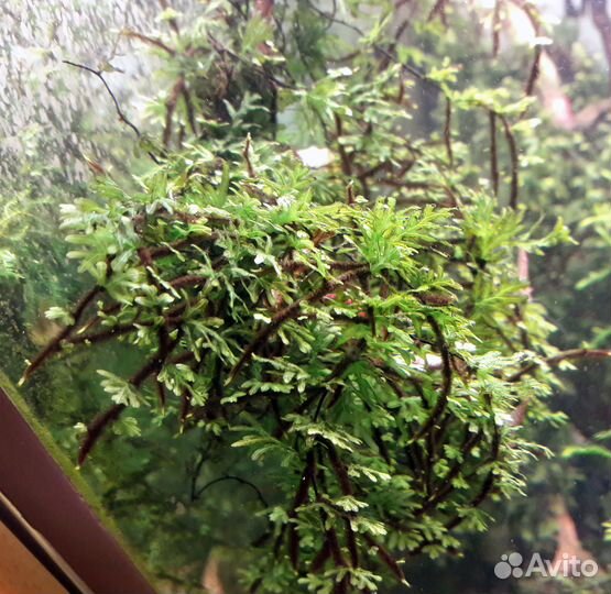 Оттелия, Буцефаландра, папоротники. 