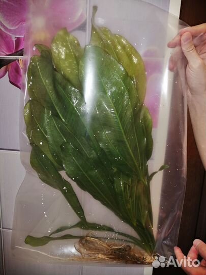 Эхинодорус