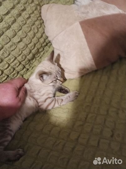 Котенок мальчик бесплатно