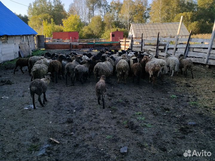 Овцы Барашки