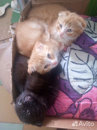 Продам котят