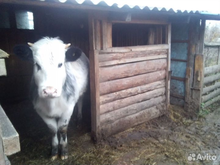 Корова телка