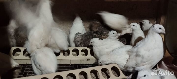 Перепела живые продажа