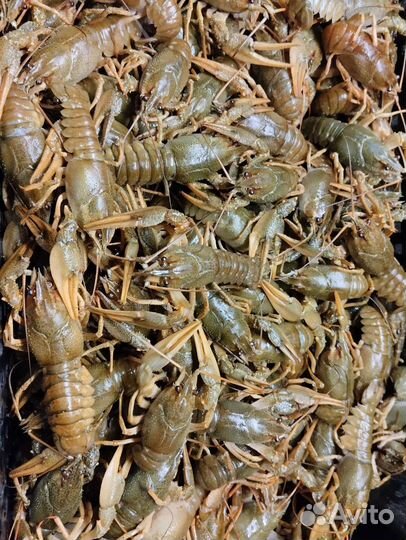 Раки варёные и морепродукты