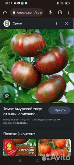 Продам семена редких экзотических томатов