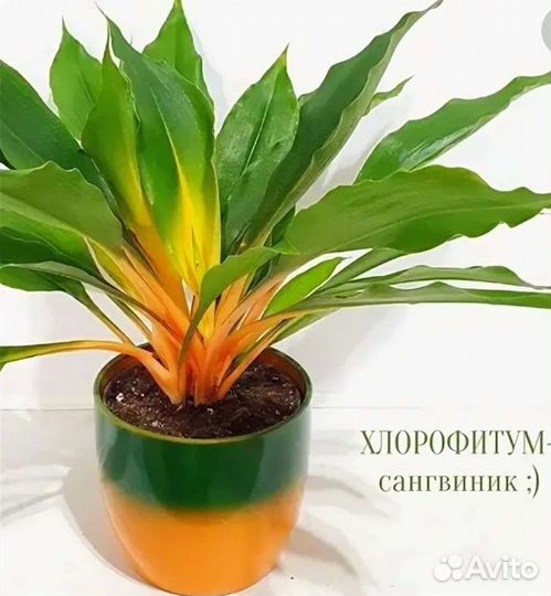 Хлорофитум Орхидаструм Оранж