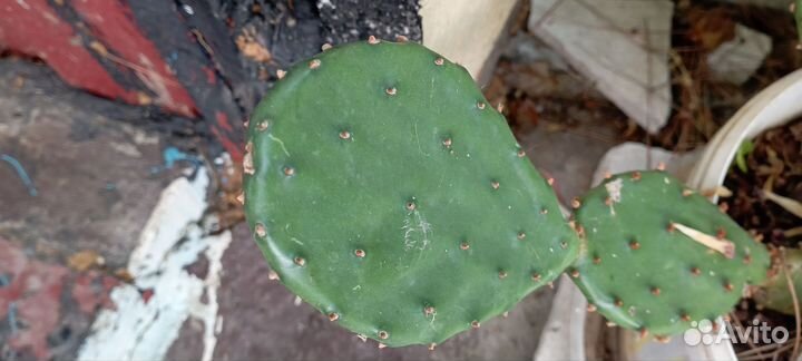 Кактус цветущий