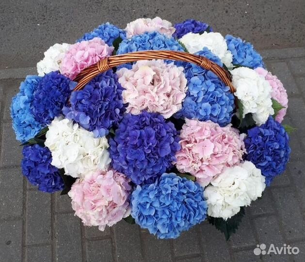 Гортензия, цветы в корзине