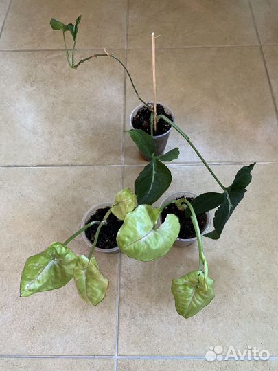 Сингониумы сортовые