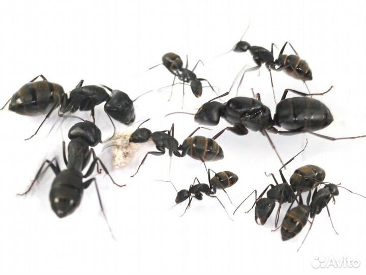 Camponotus japonicus крупные, злые и матовые)