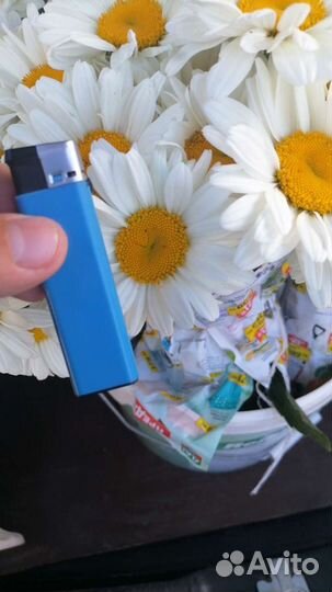 Ромашка. Рассада. Деленки