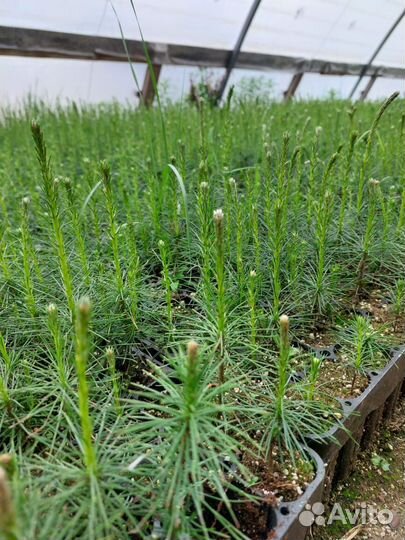 Саженцы сосны обыкновенной зкс