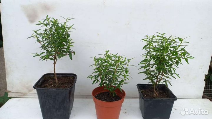 Мирт 2 вида (широколистный и мелколистный)