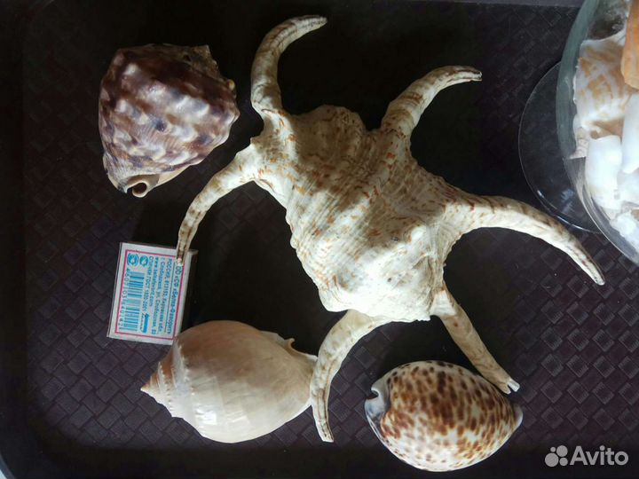 Улитки и ракушки, гребешки, рапаны