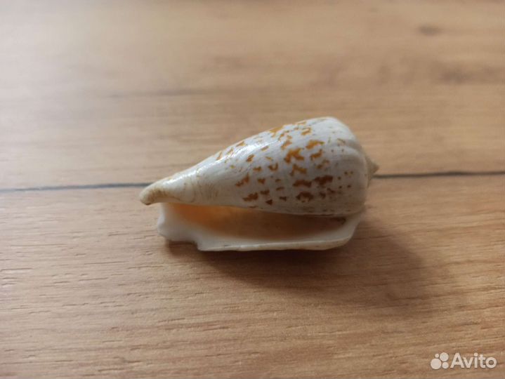 Морская раковина