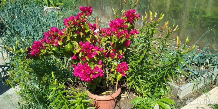 Цветы бугенвиллия