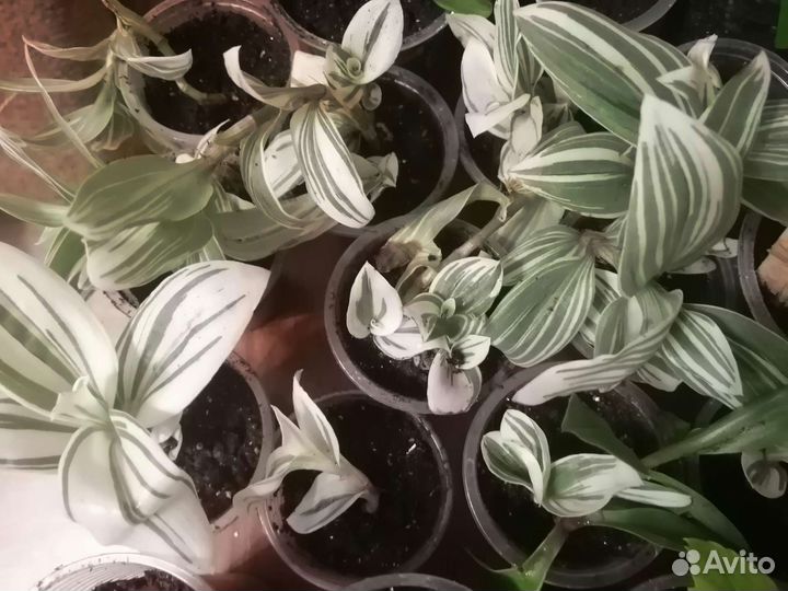 Традесканция белая albiflora