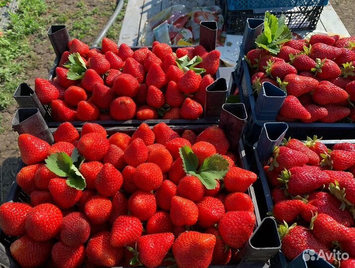 Рассада клубники Априка