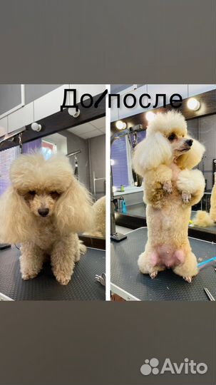 Услуги грумера