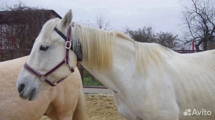 Лошадь мерин 2011