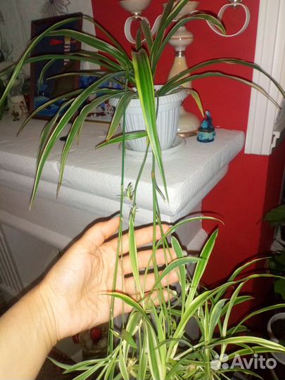 Комнатные цветы