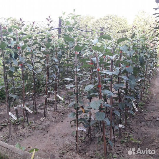 Саженцы плодовых деревьев