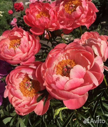 Пионы саженцы