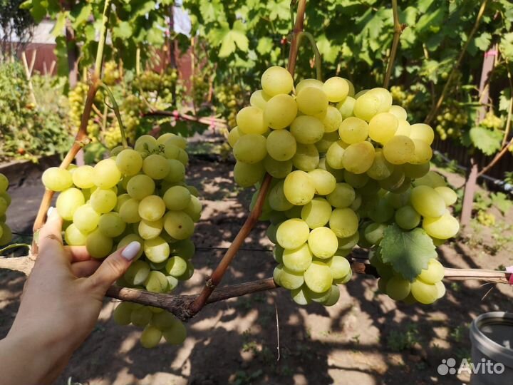 Виноград плоды