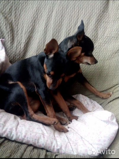 Той-терьер щенки