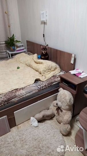 Той-терьер вязка