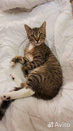 Котенок шотландец метис мальчик Матроскин