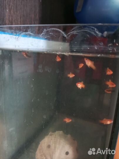 Рыбка меченосец