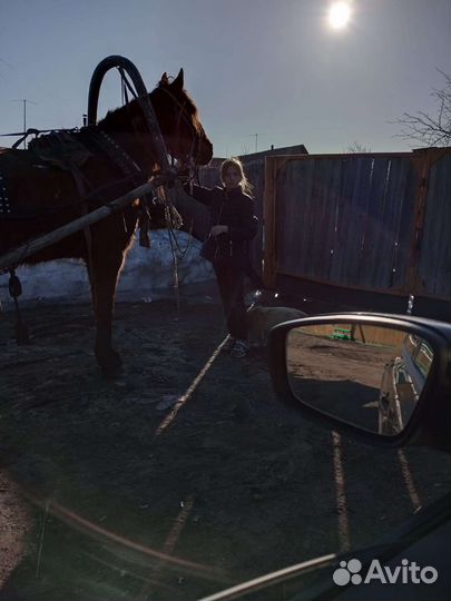 Мерен 7 лет со сбруей и бричкой