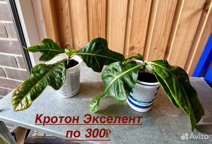 Кодиеум кротон