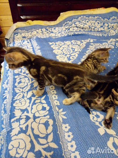 Котята метисы бенгал