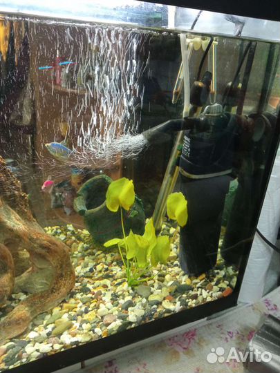 Аквариум