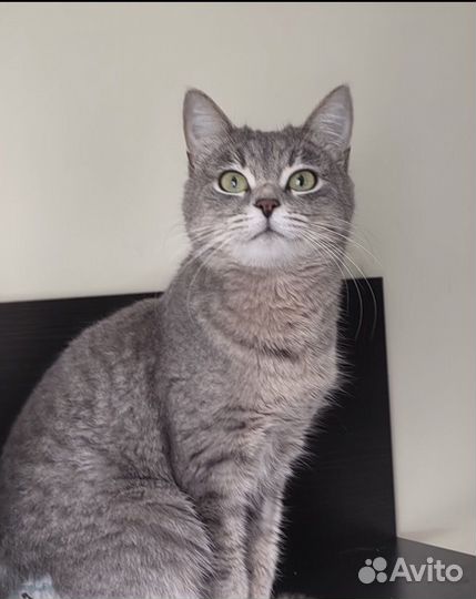 Кошка