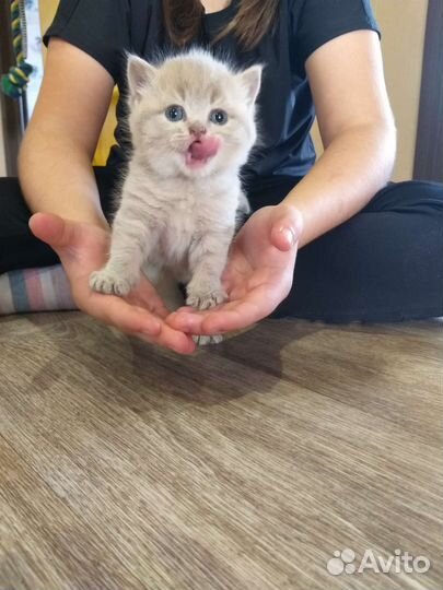 Шотландские котята