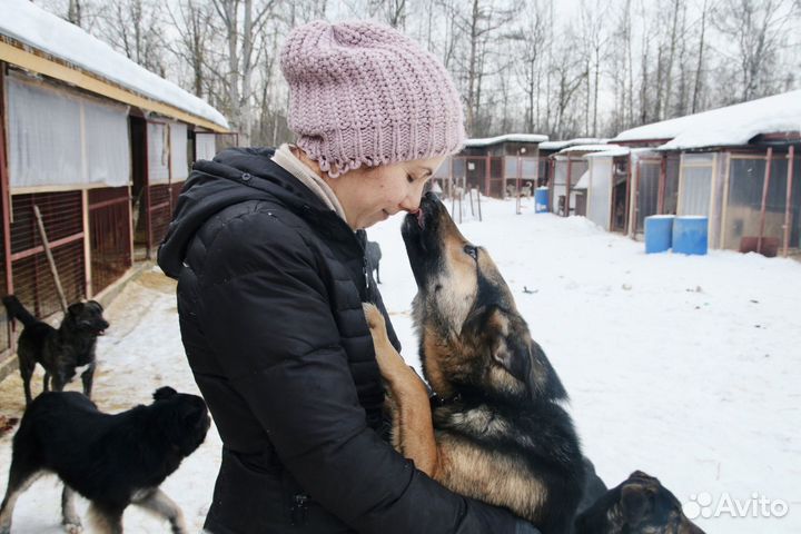 Собака в добрые руки