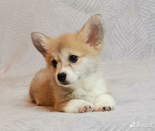 Вельш Корги Пемброк.Девочка - Живанши