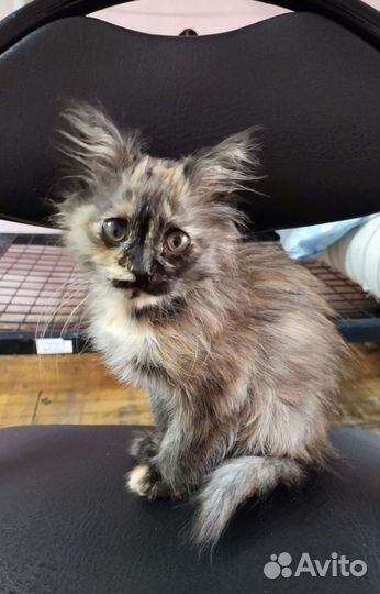 Котенок Дафна