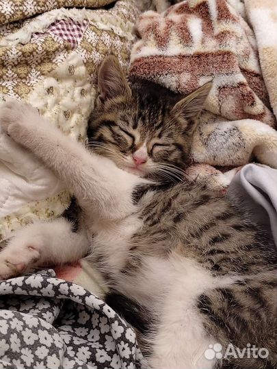 Котенок в дар бесплатно