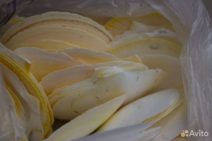 Лунный гребешок ракушки морские шлиф