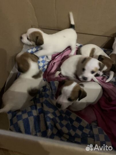 Джек Рассел терьер