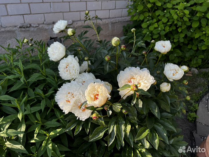 Беллый пион. Корни